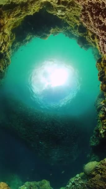 Школа Сардин Над Тропическим Коралловым Садом Подводный Мир Вертикальный Вид — стоковое видео