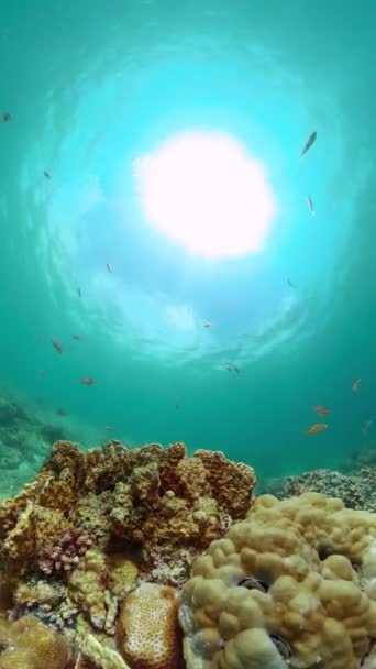 Cenário Mundial Subaquático Peixes Marinhos Corais Pedregosos Vista Vertical — Vídeo de Stock