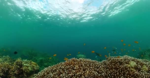 Prachtige Onderzeese Scene Divers Koraalrif Met Vissen Onderzeese Wereld — Stockvideo