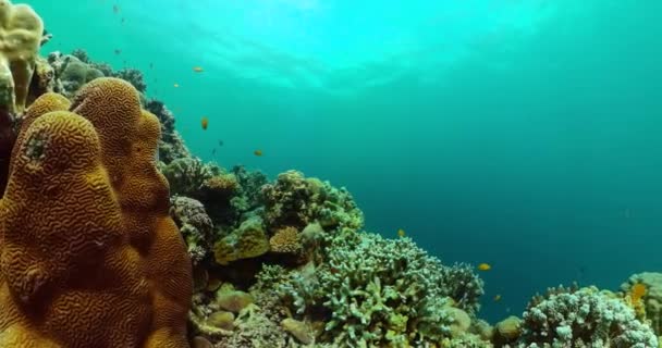 绿松石海水和热带鱼 有珊瑚的海底世界 — 图库视频影像