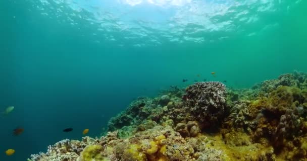 Коралловые Рифы Водой Подводный Мир Коралловым Рифом Тропическими Рыбами — стоковое видео