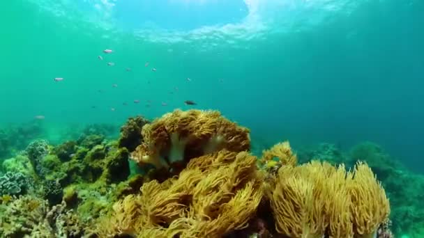 Yumuşak Mercanlı Balıklı Tropik Deniz Altı Sahnesi Deniz Yaşamı Manzarası — Stok video