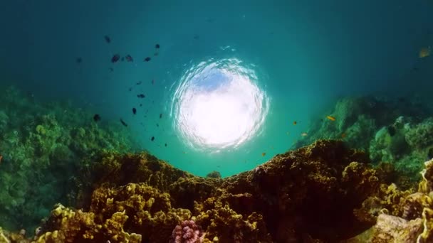 Peixes Coloridos Sobre Corais Duros Mundo Subaquático Cena Vida Marinha — Vídeo de Stock