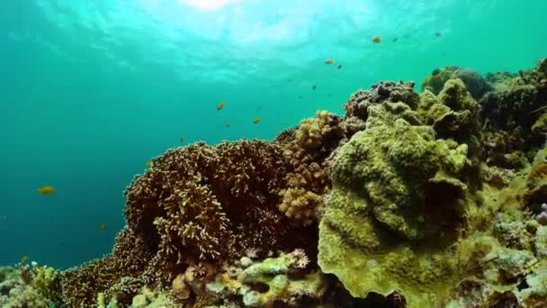 有珊瑚礁和五彩斑斓的鱼的海底世界生活 — 图库视频影像