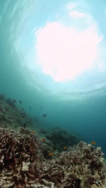 水下世界背景 珊瑚礁和水下世界的鱼纵向观点 — 图库视频影像