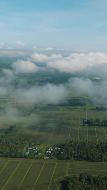 田んぼの田んぼの上に浮かぶ雲 サントス将軍の農業風景 フィリピン ミンダナオ 垂直ビュー — ストック動画