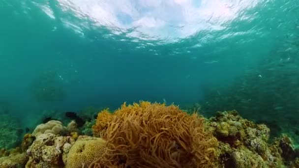 Diversi Coralli Sardine Nel Mondo Sottomarino Area Marina Protetta — Video Stock