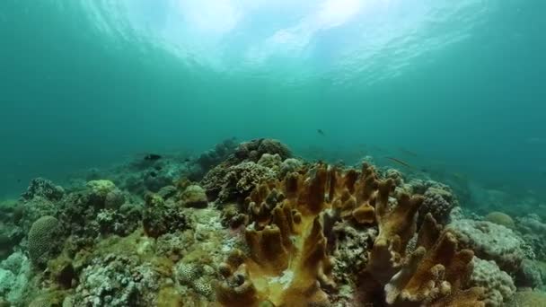 Onderwater Leven Scene Tropische Vissen Koralen Mariene Heiligdom Beschermd Gebied — Stockvideo