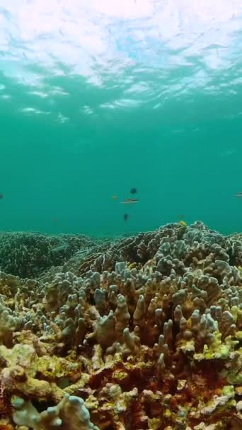 Belo Recife Coral Com Peixes Coloridos Recifes Coral Peixes Marinhos — Vídeo de Stock