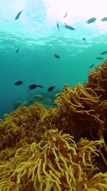 Diversi Coralli Con Pesci Sotto Mare Barriera Corallina Tropicale Pesce — Video Stock