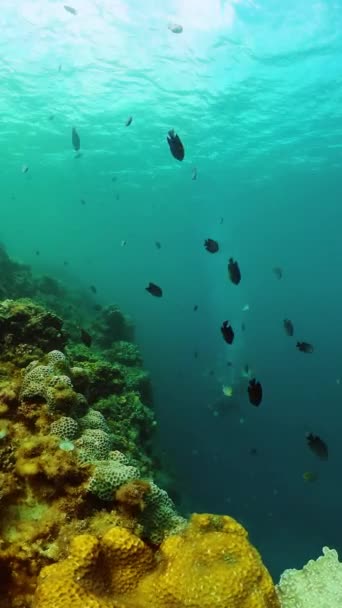 Tropický Podmořský Svět Běh Sardinek Korál Ryby Pod Mořem Svislé — Stock video