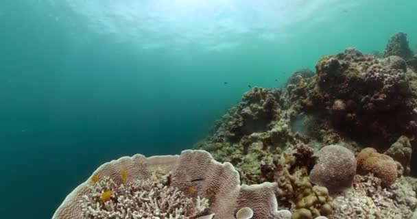 Підземний Пейзаж Кораловим Садом Рибами Тропічна Риба Кораловий Риф — стокове відео