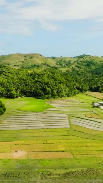 Rizières Paddy Forêt Verte Santa Tablas Romblon Philippines Vue Verticale — Video