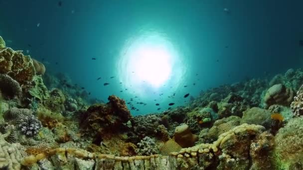 Barevné Ryby Nádherné Korály Podvodní Svět Ekosystém Korálových Útesů — Stock video