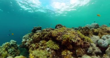 Mercan kayalıkları ve deniz tabanının altındaki tropikal balıklar. Sualtı dünyası sahnesi.