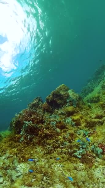 热带水下海鱼 海底生活着美丽的珊瑚礁和五彩斑斓的鱼类 纵向观点 — 图库视频影像