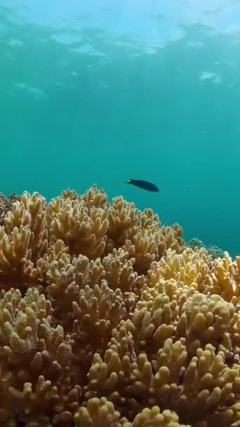 水下生活场景 色彩艳丽的热带鱼和软珊瑚 海洋保护区 保护区 纵向观点 — 图库视频影像