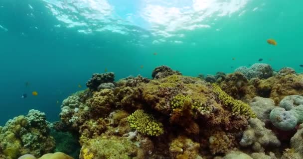 海底下的珊瑚礁和热带鱼类 水下世界舞台 — 图库视频影像