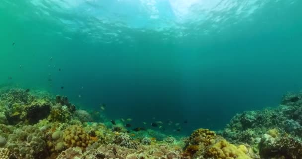 Fisk Och Korallrev Havet Marint Liv Havet — Stockvideo