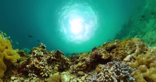 Fundo Mundial Subaquático Ecossistema Recifes Corais Paisagem Subaquática — Vídeo de Stock