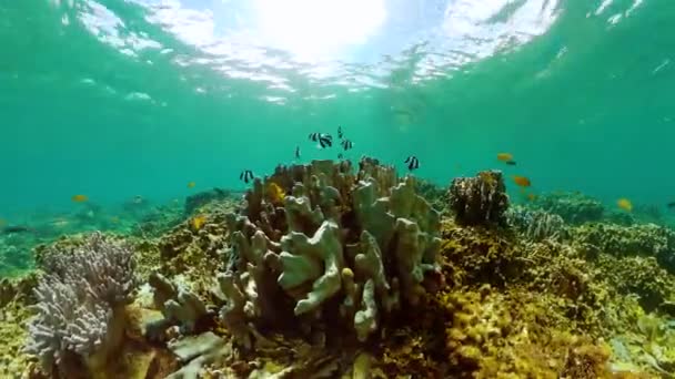 Подводный Мир Экосистема Коралловых Рифов Коралловый Риф Разноцветные Рыбы — стоковое видео