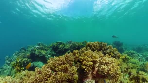 Barriera Corallina Subacquea Giardino Tropicale Scena Corallina Pesci Tropicali Coralli — Video Stock