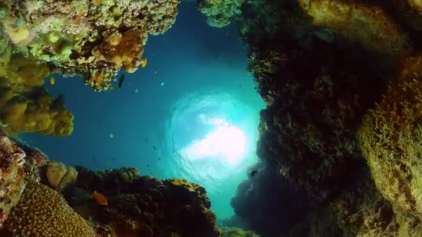 Тропічна Риба Тверді Коралові Рифи Під Морем Підводний Фон — стокове відео
