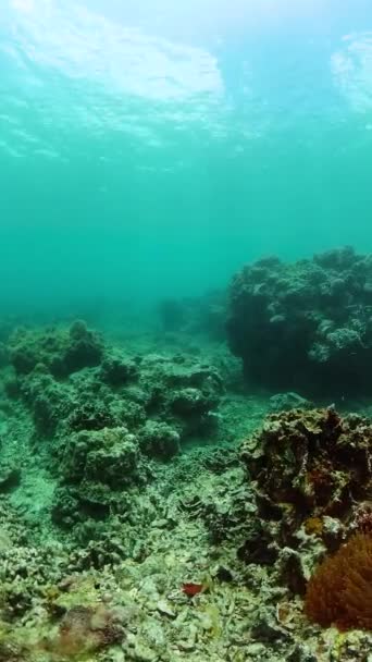 Tropikal Balık Mercan Sualtı Dünyası Manzarası Altı Balık Resifi Denizcisi — Stok video