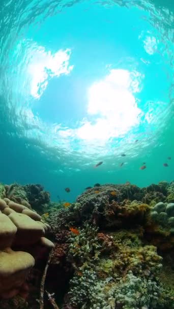 Gyönyörű Korallzátony Trópusi Halak Víz Alatti Világ Függőleges Nézet — Stock videók