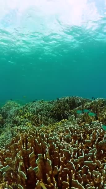 Korallenlandschaft Unter Wasser Fische Und Korallenriffe Unter Dem Meer Vertikale — Stockvideo