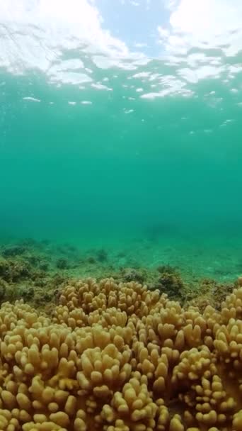 Cenário Mundial Subaquático Peixes Coloridos Corais Belo Recife Coral Com — Vídeo de Stock