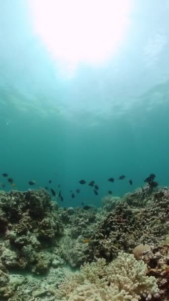 海底的珊瑚礁 有珊瑚礁和热带鱼的海底世界纵向观点 — 图库视频影像