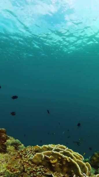 蓝色的海洋生物珊瑚和热带鱼 水下生活场景 纵向观点 — 图库视频影像