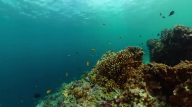 Renkli tropik balıklar ve mercanlar. Sualtı dünyası manzarası.