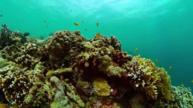 Sualtı dünyası yaşam alanı. Renkli balıklı güzel mercan kayalıkları. Deniz koruma alanı.