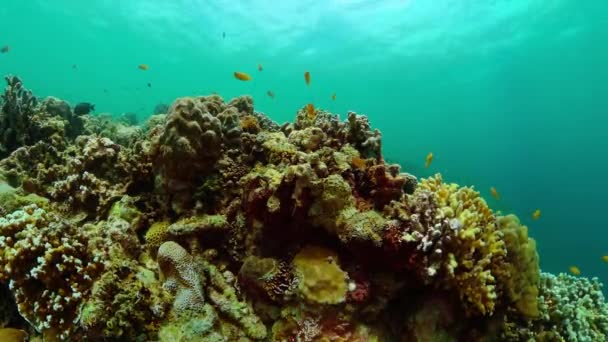 Пейзаж Подводного Мира Красивый Коралловый Риф Разноцветной Рыбой Морская Охраняемая — стоковое видео