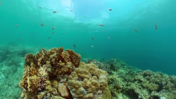Подводная Жизнь Океане Коралловым Рифом Красочными Рыбами — стоковое видео
