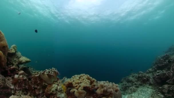 サンゴ礁と熱帯魚がいる海洋の水中生物 — ストック動画
