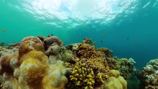 Подводная Жизнь Океане Коралловым Рифом Красочными Рыбами — стоковое видео