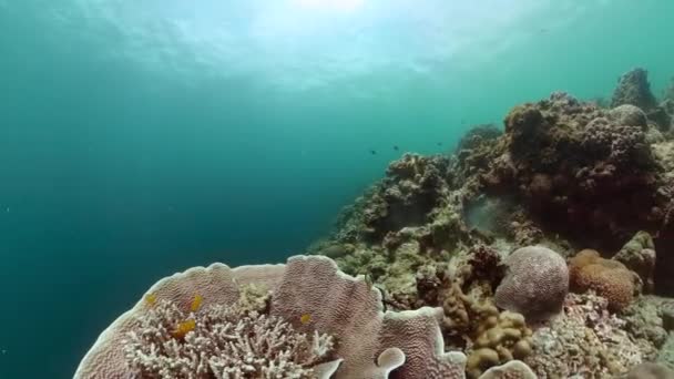 Podmorski Krajobraz Koralowym Ogrodem Rybami Ryby Tropikalne Rafa Koralowa — Wideo stockowe