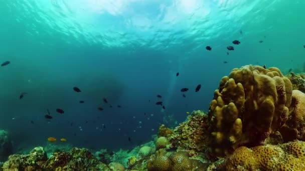 Altında Güzel Sardalya Koşusu Sahnesi Balıklar Mercanlar Deniz Yaşamı — Stok video