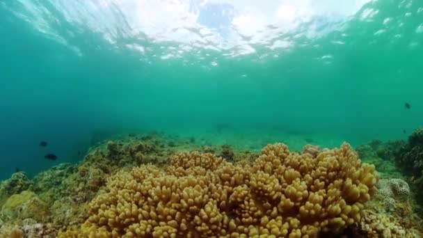 Paisaje Mundial Submarino Peces Corales Colores Hermoso Arrecife Coral Con — Vídeo de stock