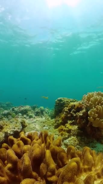 Красочные Коралловые Рифы Рыбы Водой Морской Заповедник Охраняемая Территория Вертикальный — стоковое видео