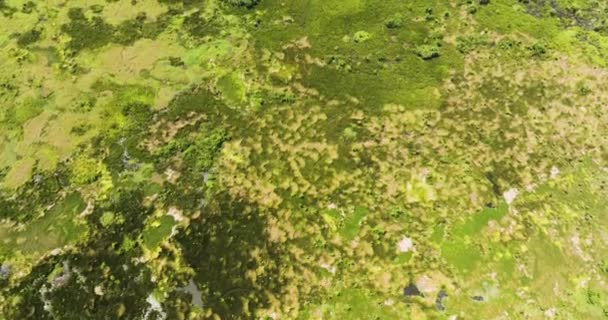 Agusan Bataklığı Ndaki Bataklık Ormanı Bitki Örtüsüyle Ilgili Hava Araştırması — Stok video