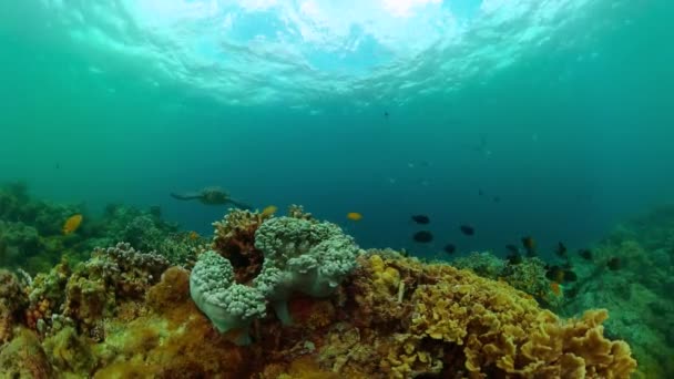 有海龟和热带鱼的水下世界 海底珊瑚礁 — 图库视频影像