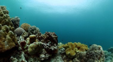 Tropik sert mercan resifi ve balık. Sualtı dünyası sahnesi.