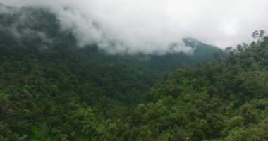 Tropik yağmur ormanı manzarası, orman ağacı olan sisli orman manzarası. Mindanao, Filipinler.