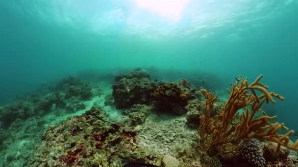 Trópusi Halak Korallzátonyok Víz Alatti Világháttér — Stock videók