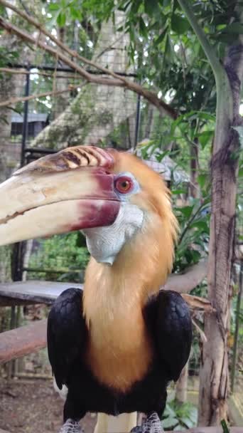 Blyths Hornbill Дереве Филиппинах Вертикальный Вид — стоковое видео
