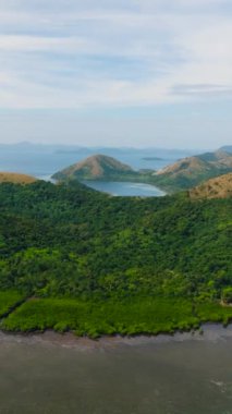 Uson Adası 'ndaki yeşil orman ve bitkilerin manzarası. Lajala, Coron. Palawan 'da. Filipinler. Dikey görünüm.